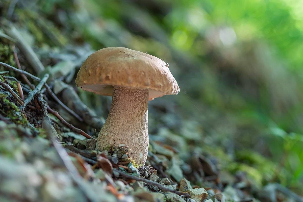 , Александр Земляной