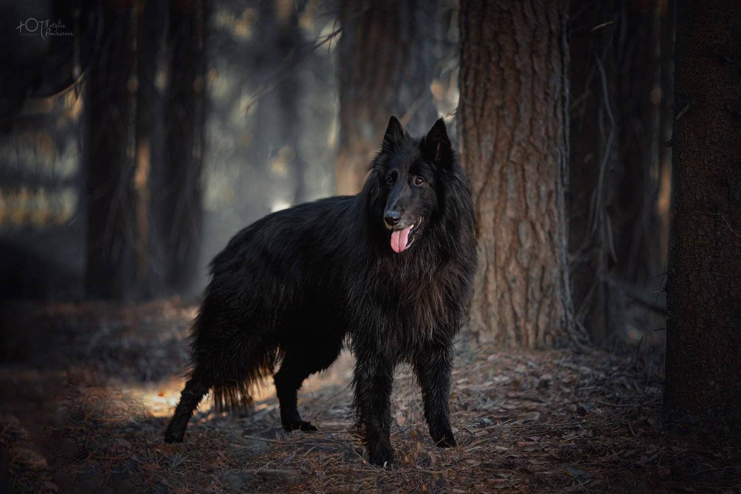 , Наталия Поникарова