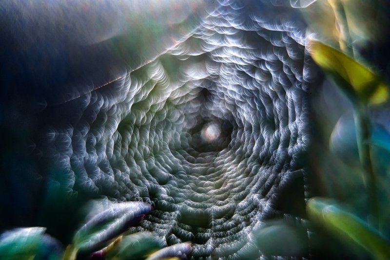 macro, web, bokeh, vintage lens, nature, abstract web фото превью