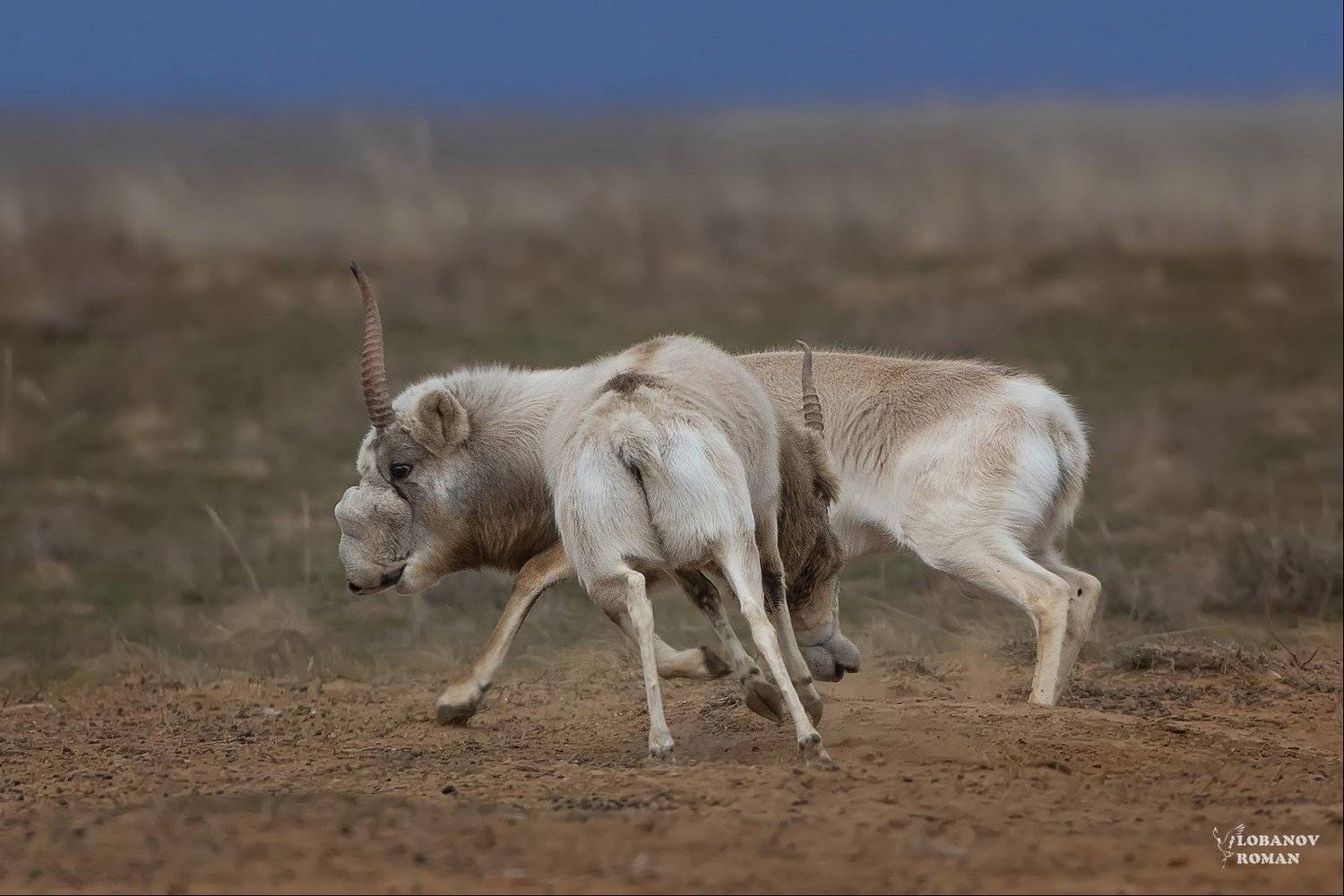 сайгак, заказник, &laquo;степной&raquo;, астраханской, области, лобанов, Lobanov Roman