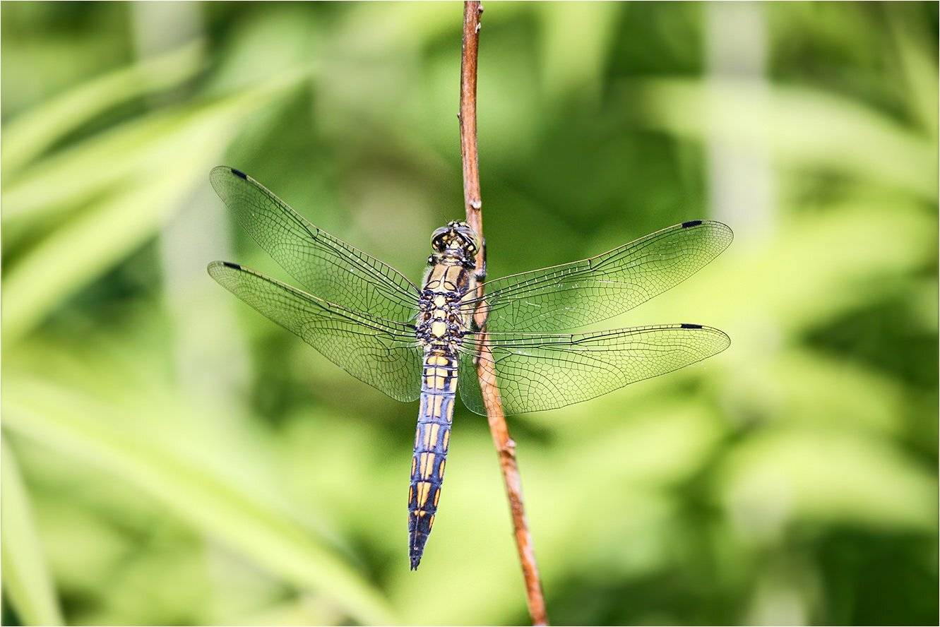 стрекоза, КарОл