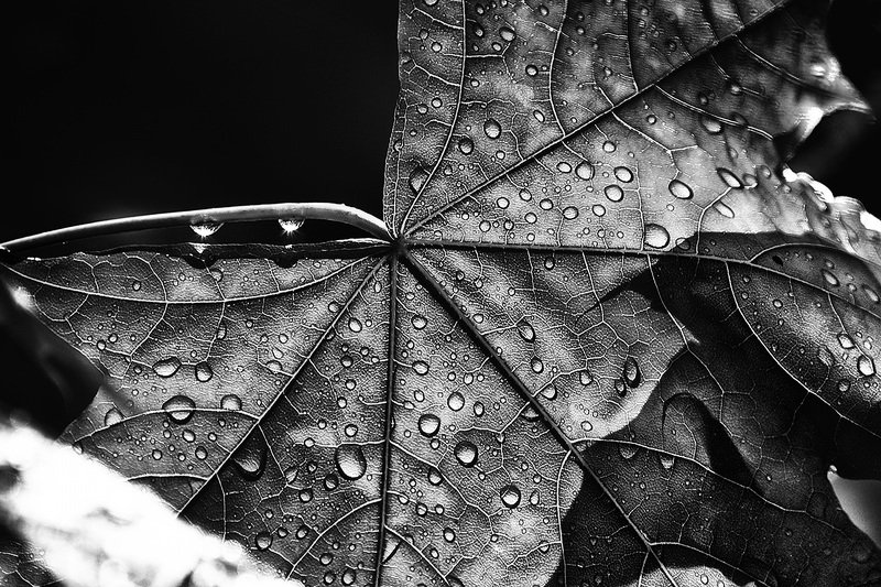 чб фото, листья, дождь Июньский дождь фото превью