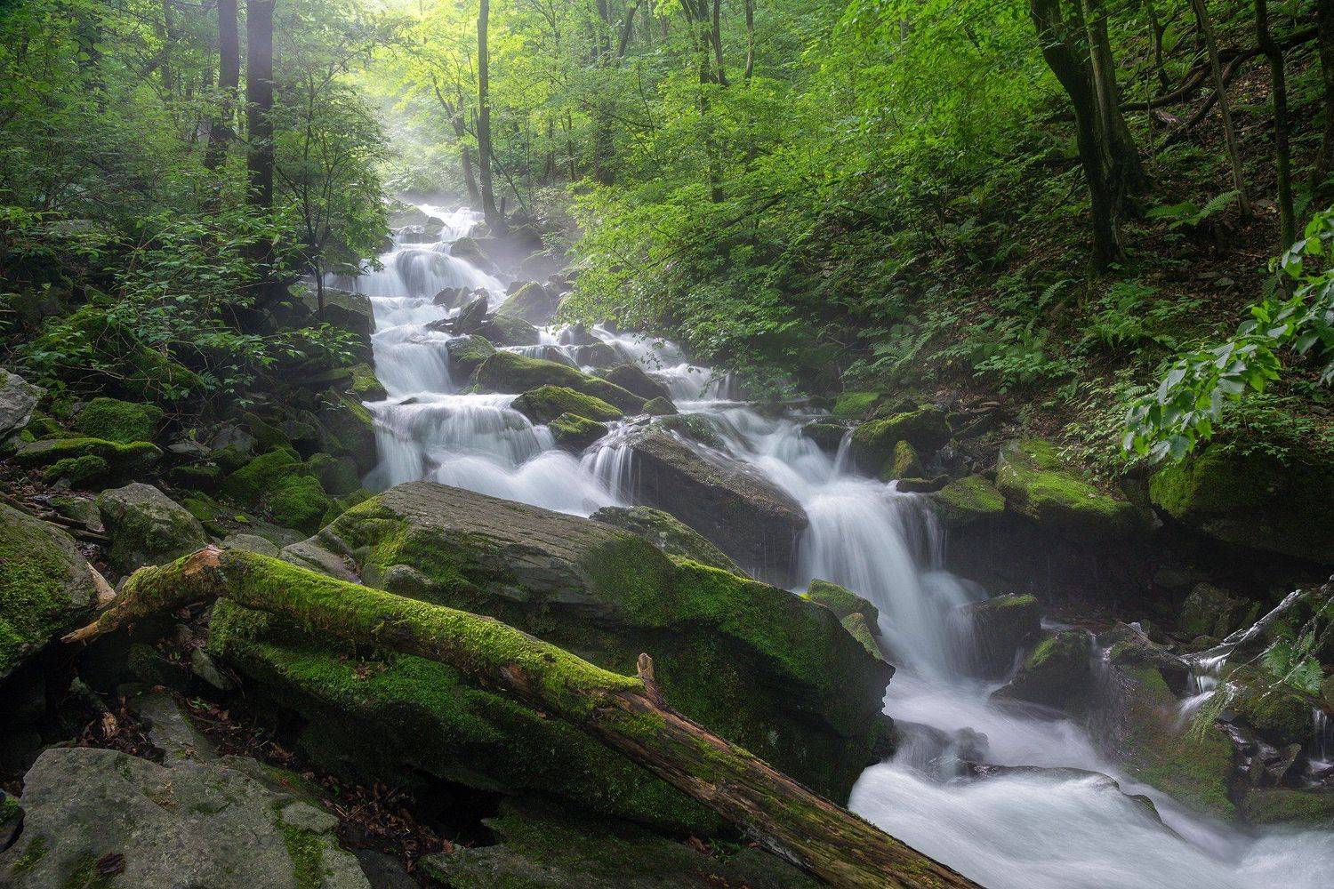 forest, summer, place, korea, trees, waterfalls, moss, light, Jaeyoun Ryu