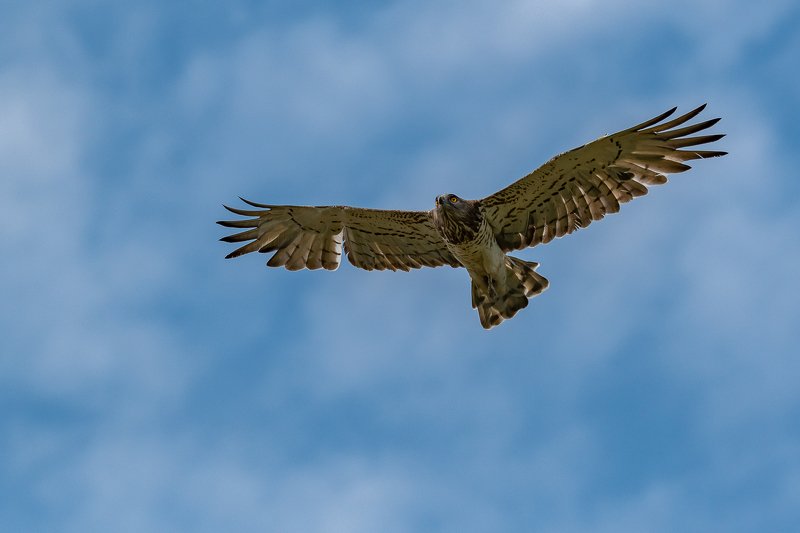 circaète jean-le-blanc; raptor; bird; circaetus gallicus; aude; france; wildlife Short-toed Snake Eagle фото превью