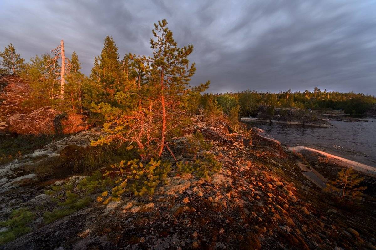 карелия,утро,рассвет,красота,ладожское озеро,сосны,никон 14mm f 2.8, Юлия Лаптева