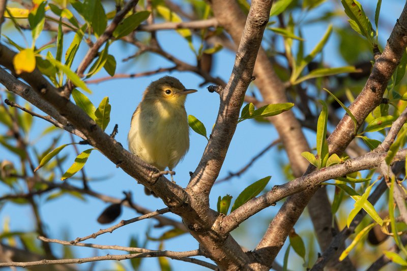 pouillot véloce;phylloscopus collybita; sparrow; bird; aude; france Common Chiffchaff фото превью