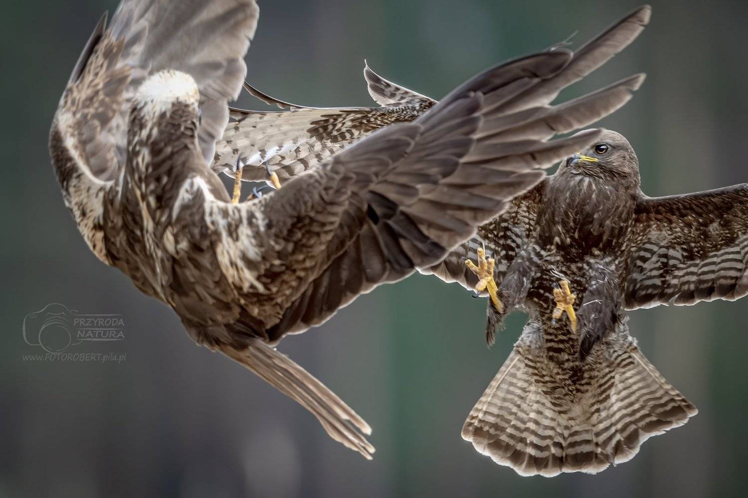 Ptak drapieżny, atak,  Myszoł&oacute;w, Błotniak, Robert Szmytkowski