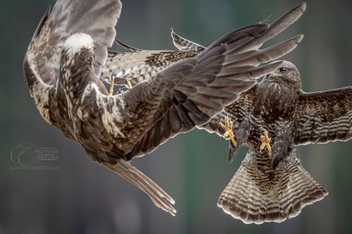 Ptak drapieżny atak Myszołów kontra Błotniak