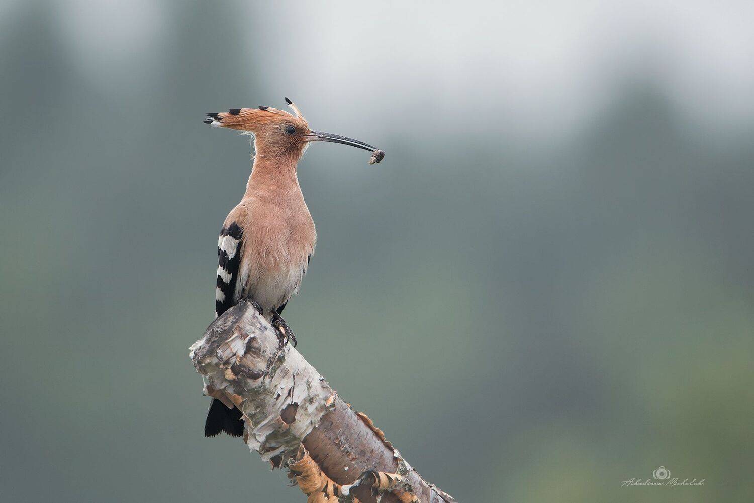 , Arkadiusz Michalak