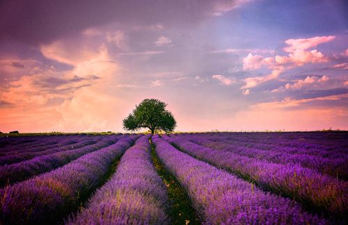 Lavender sunset