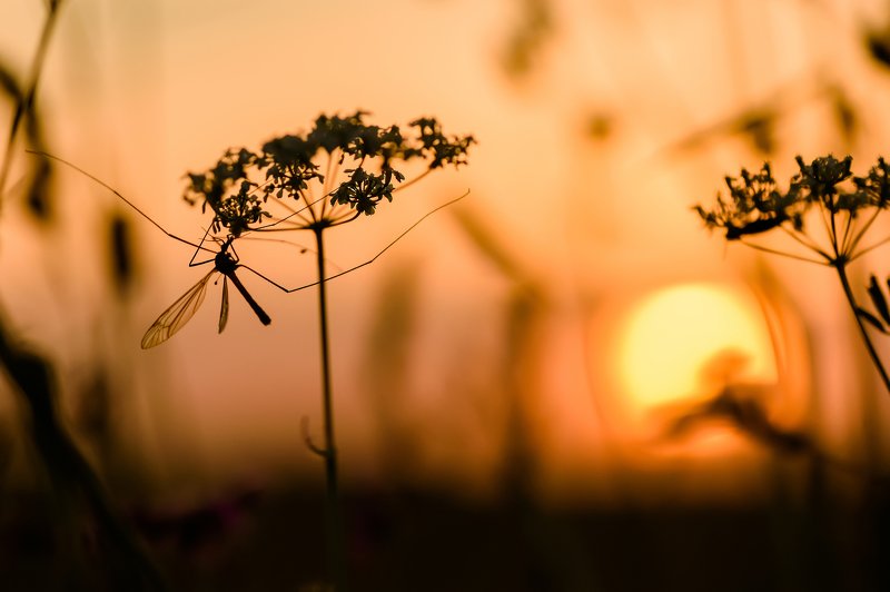В лучах заходящего фото превью