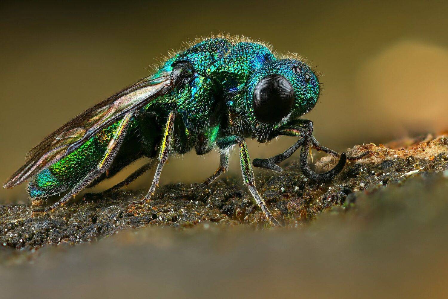 оса,макро,природа,цвет,синий,животное, Андрей Шаповалов