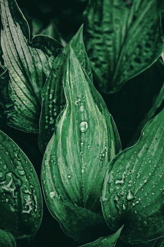Leaf