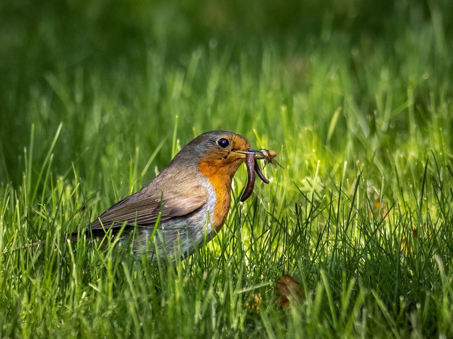 , Курлянцев Алексей