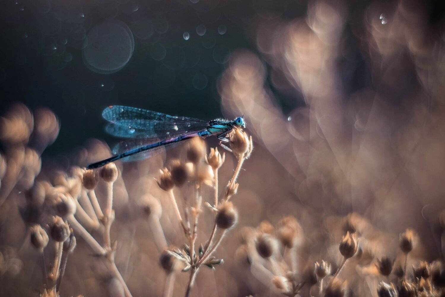 макро, стрекоза, мануал, пентакон, вечер, свет, Лапшина Владлена