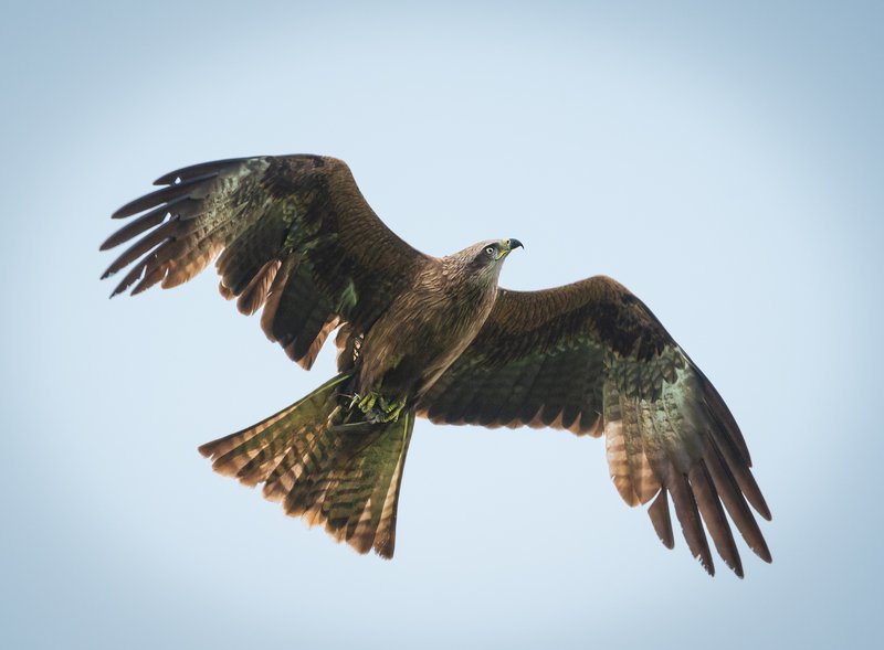чёрный коршун, black kite, milvus migrans, birds of prey, хищные птицы, атласптицуфы Чёрный Коршун фото превью