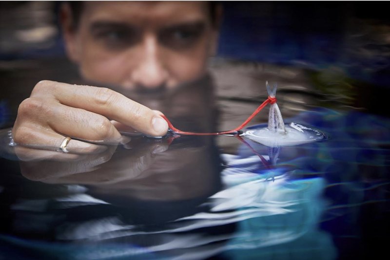 фото превью