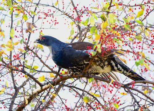 Таёжный сладкоежка.