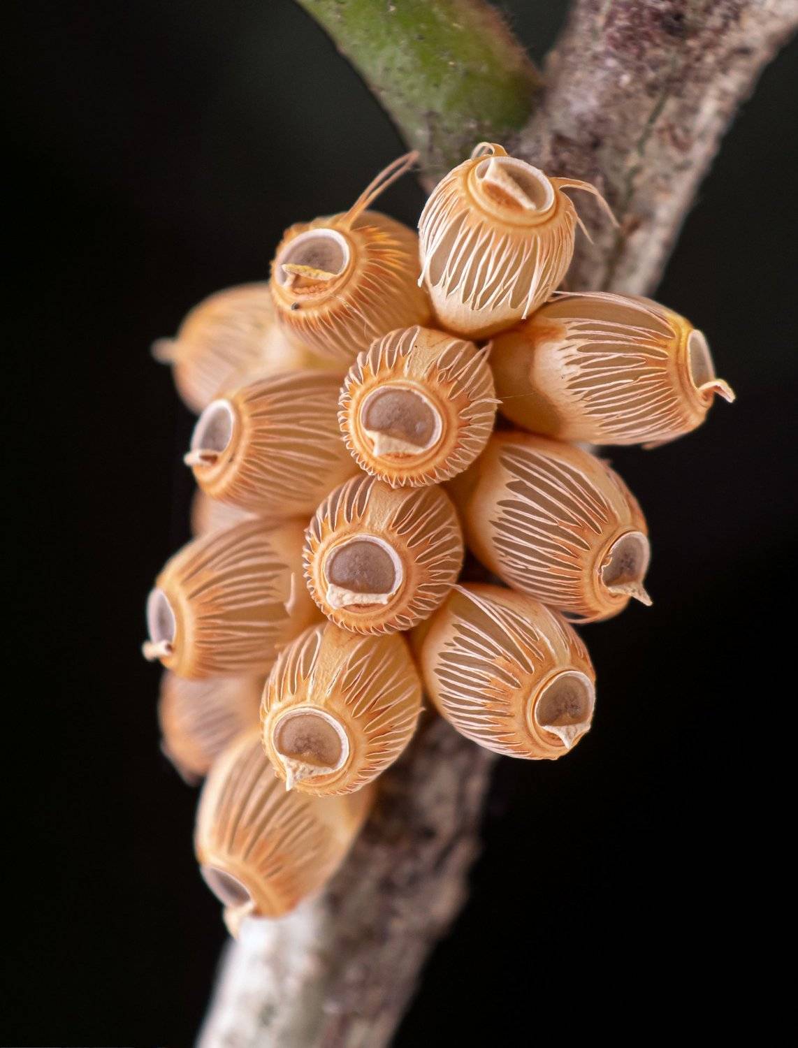 macro wildlife closeup insects, Shuvam Sadhukhan