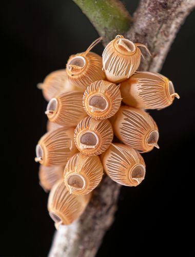 Stink bug eggs