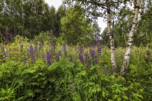 Люпины подружились с березкой.