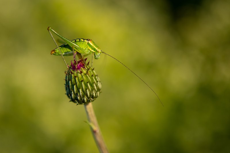 Grasshopper фото превью