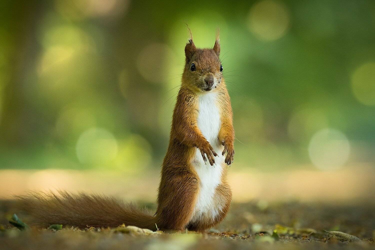 , Robert Adamec