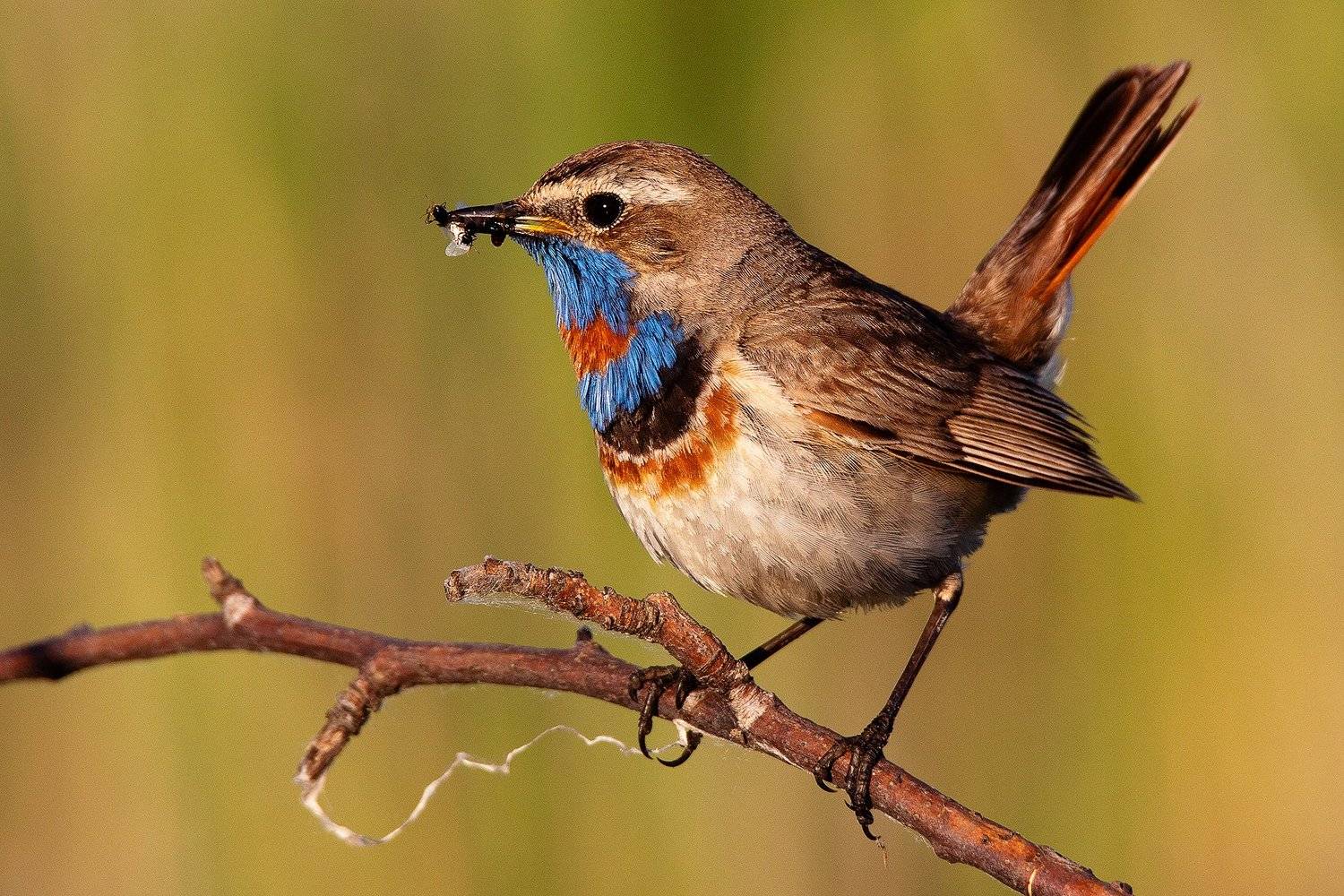 , Сосновских Вячеслав