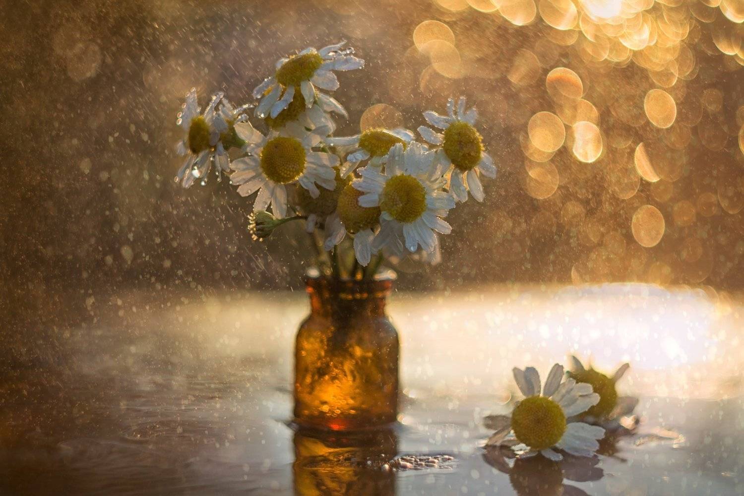 ромашки, закат, боке, солнце. стекло, капли. брызги, Лионелла Зимина