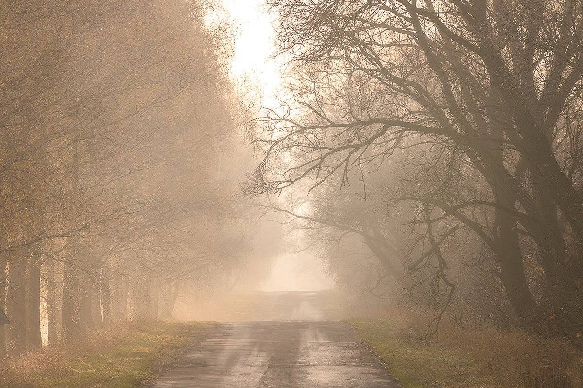 пейзаж,осень,туман,рассвет,россия,брянская область,красота,утро, Юлия Лаптева