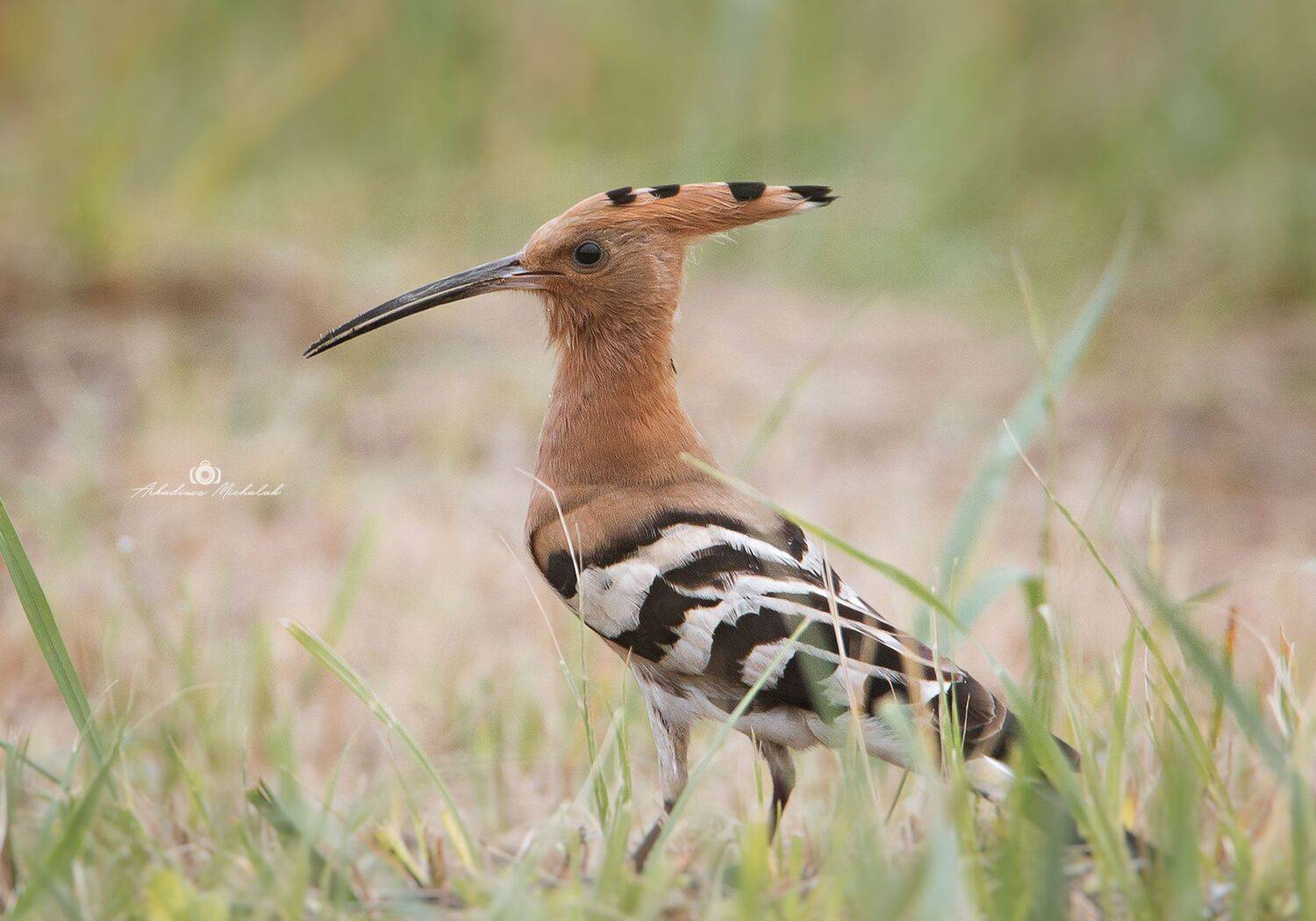 , Arkadiusz Michalak