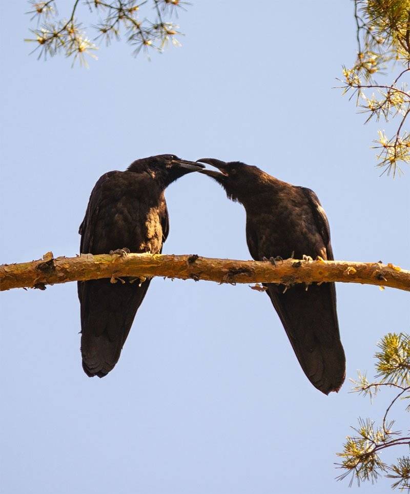 , Алексей Герасимов