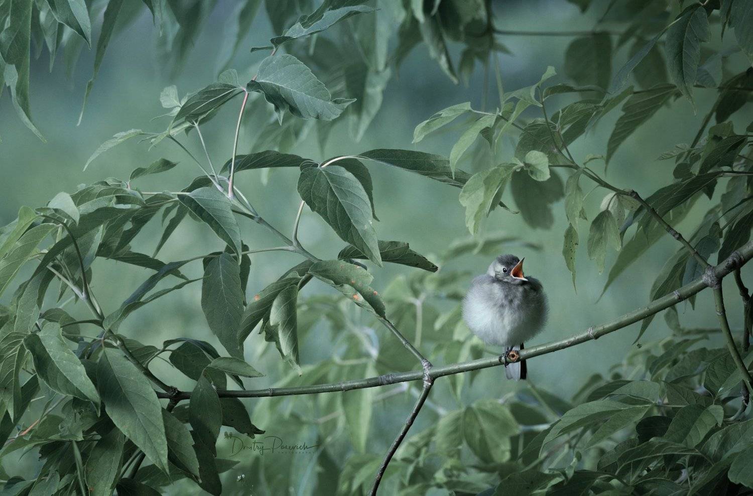 природа, лес, поля, огороды, животные, птицы, макро, Дмитрий Посевич