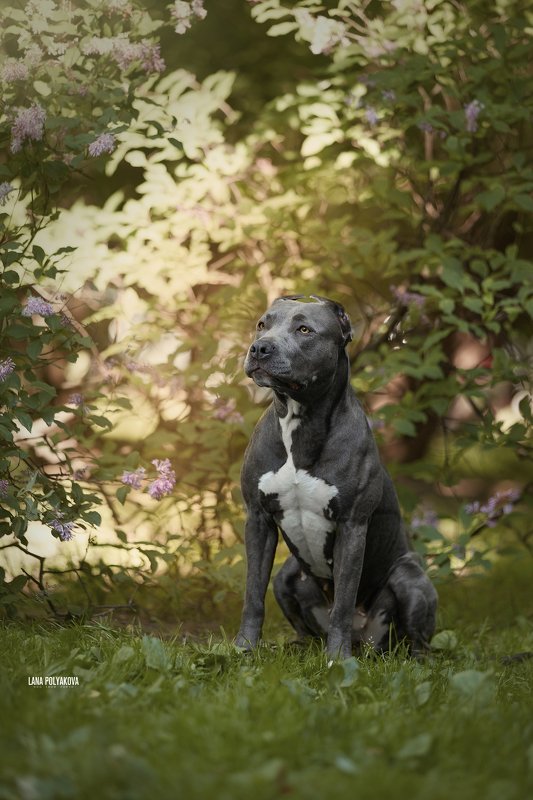 собака, природа Хитачи. Прайтер фото превью