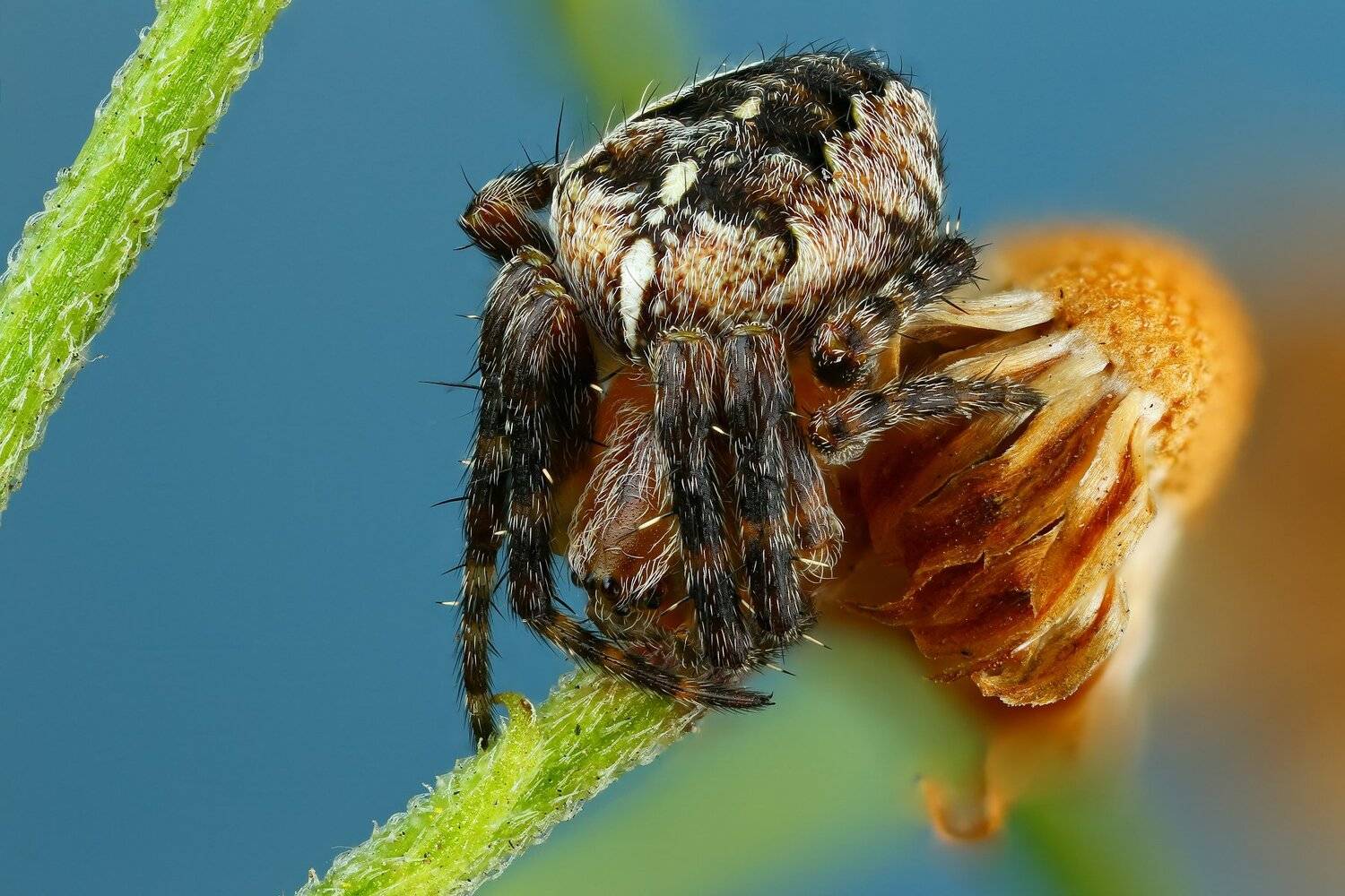 паук,макро,природа,растение,цвет,синий,животное, Андрей Шаповалов