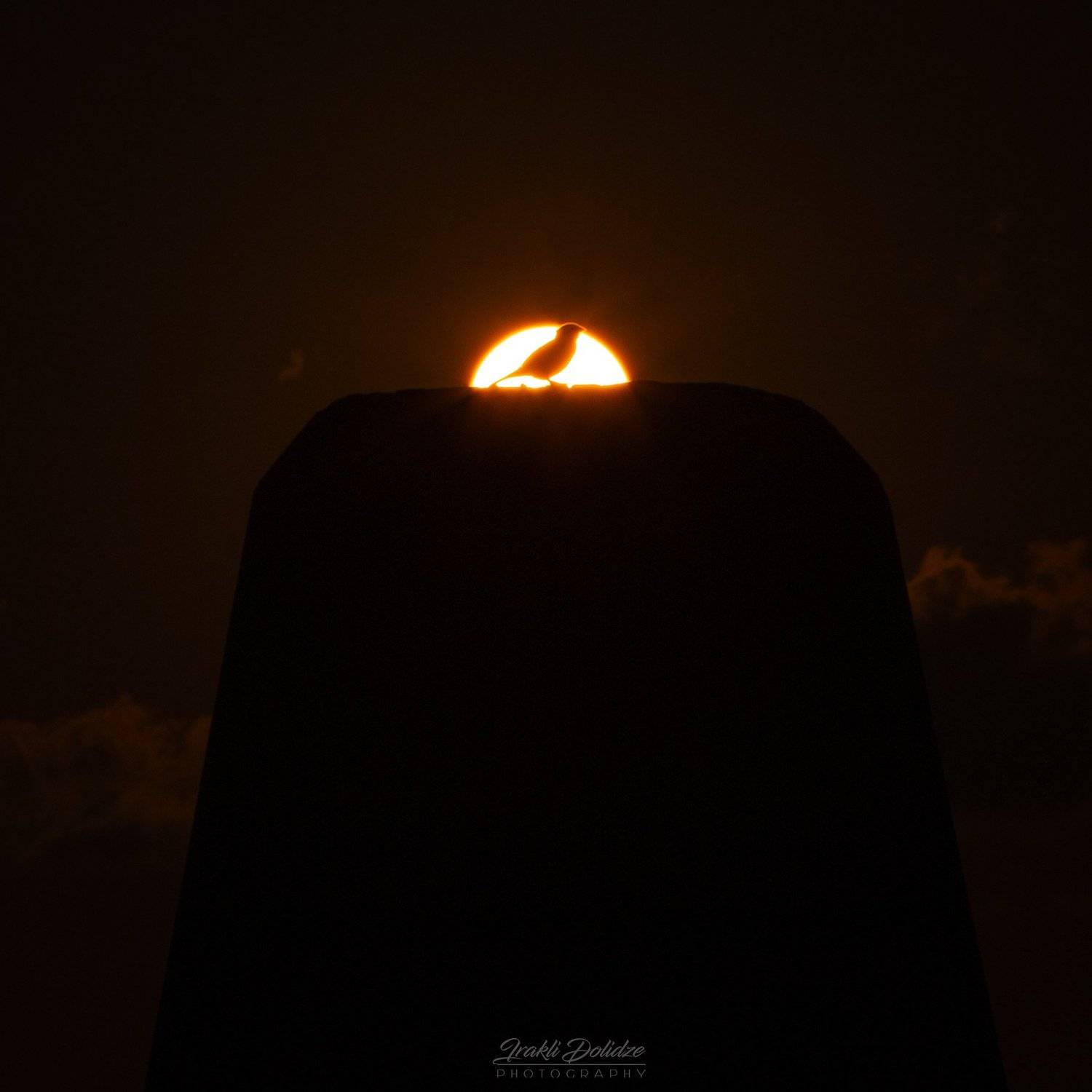 bird, sunset, animal, animals, sillouette, sun, color, canon, photography, ირაკლი დოლიძე