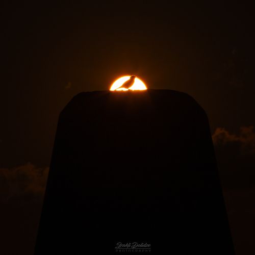 Sunset bird