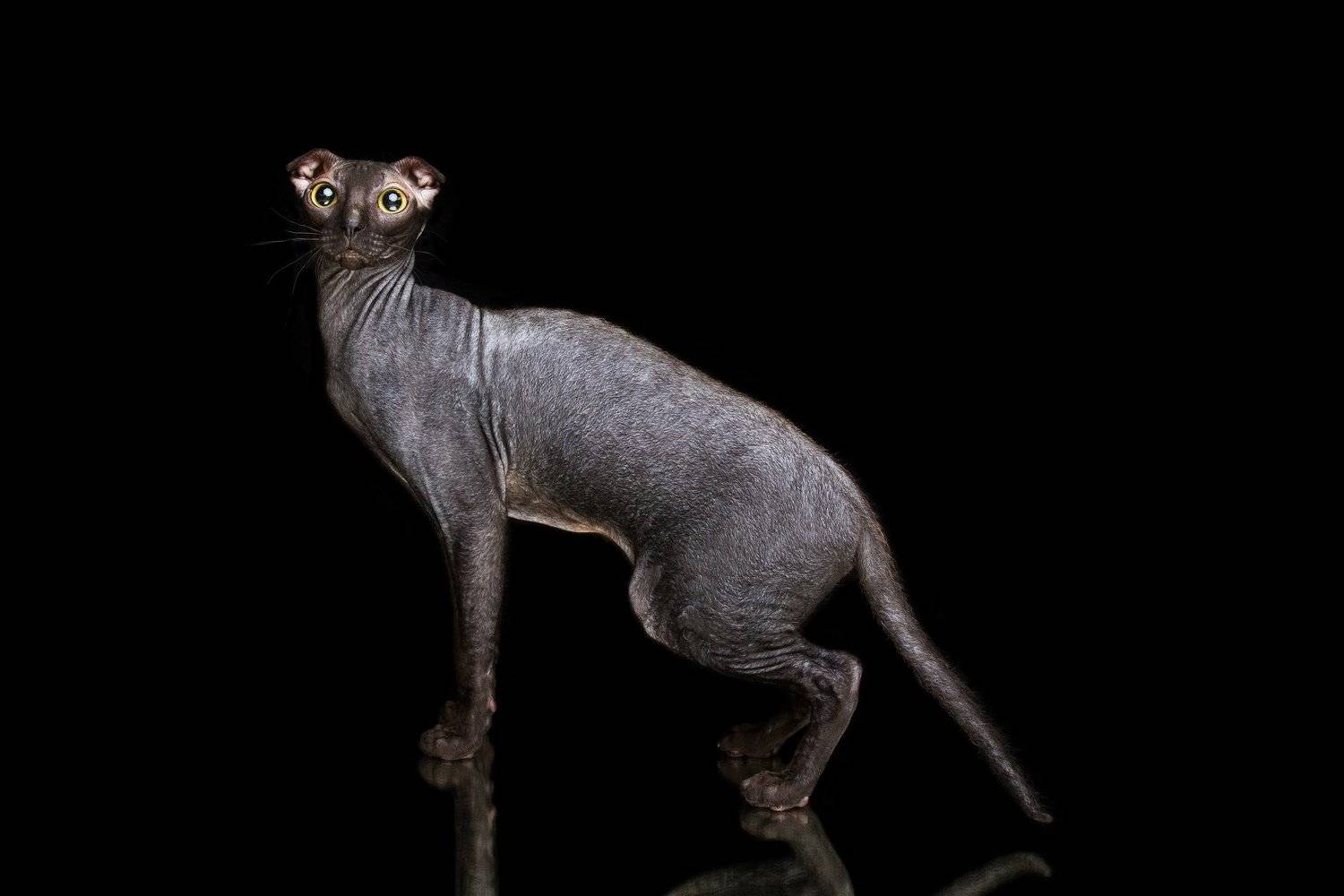 , Наталья Ляйс