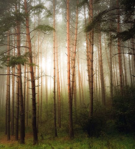 Forest in the Fog