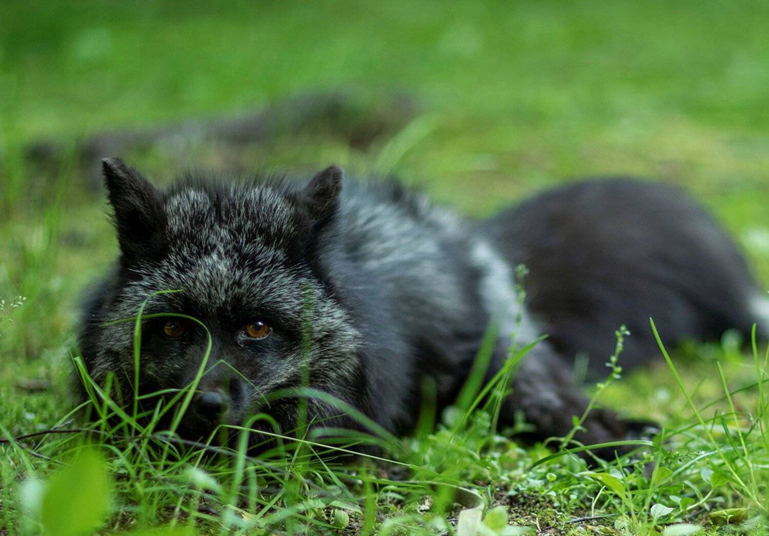 лиса,чернобурая, красотка,плутовка,охота,природа,лето, foxy, black, beautiful, hunter,summer, nature, Юлия Стукалова