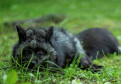 Плутовка на охоте