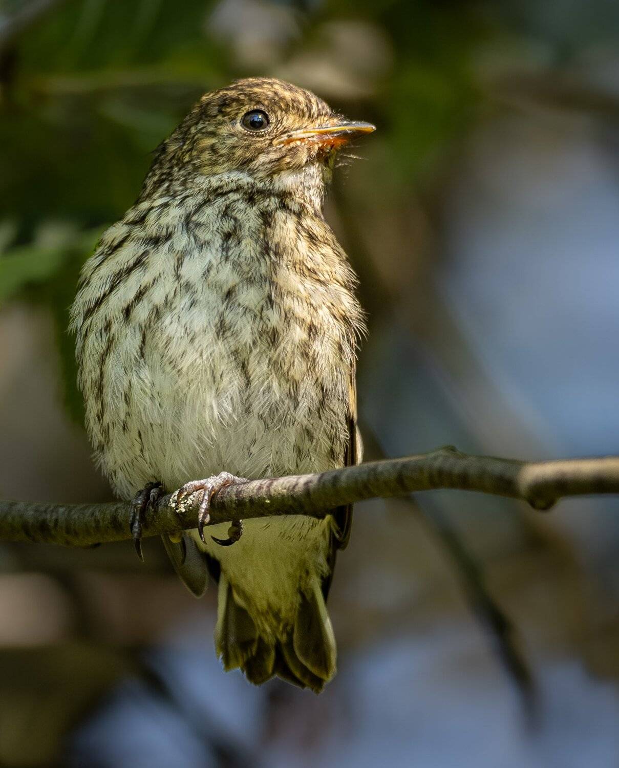 , Курлянцев Алексей