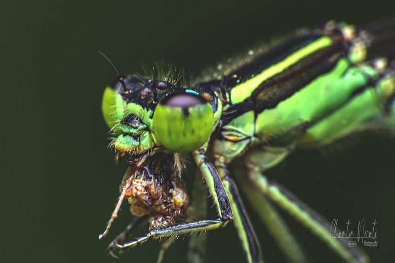dragonfly, fly, grass, eating, green, garden, insect, macro, close up, stock, image, photo, nature, natural, outdoor, fresh Dragonfly in garden фото превью