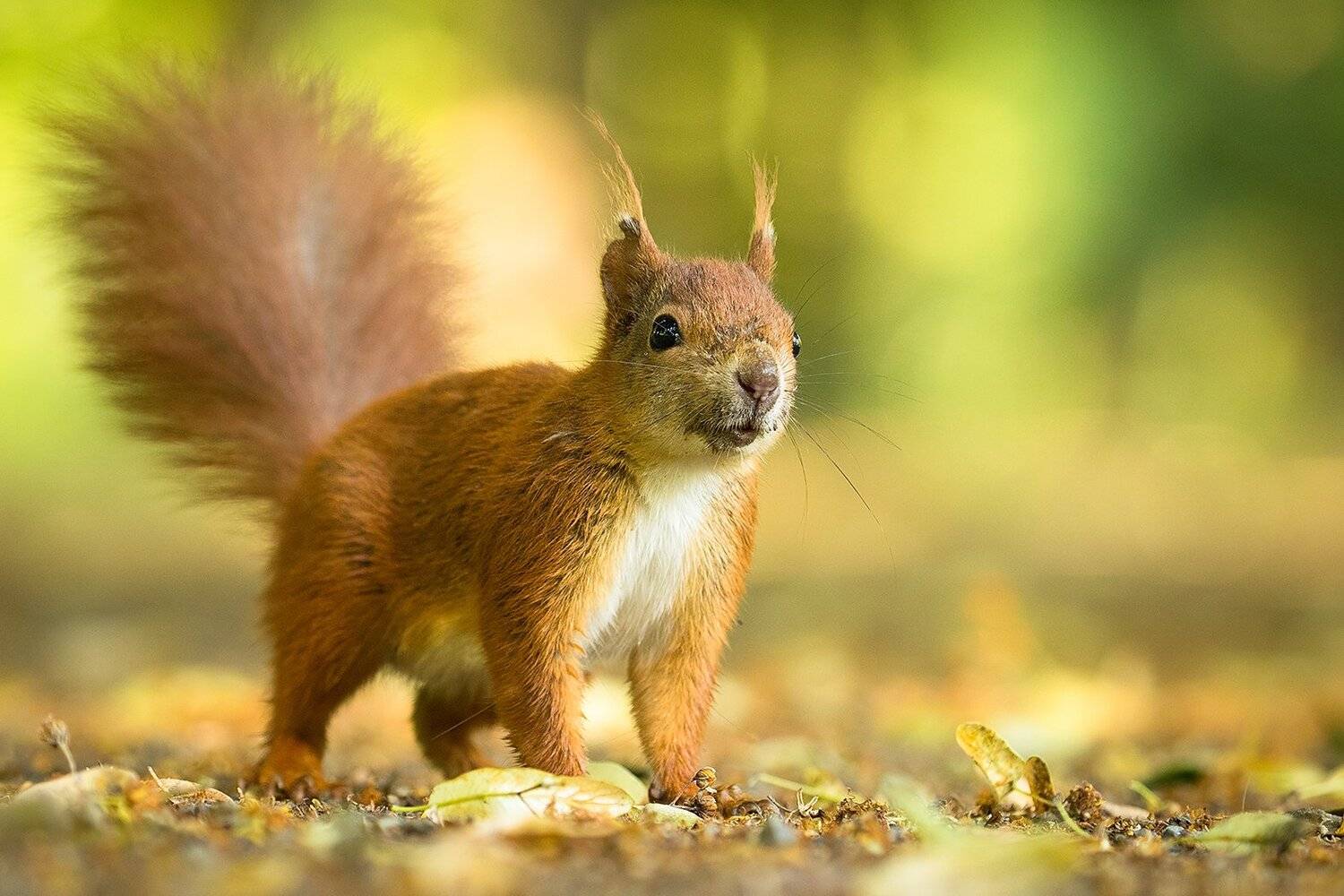 , Robert Adamec