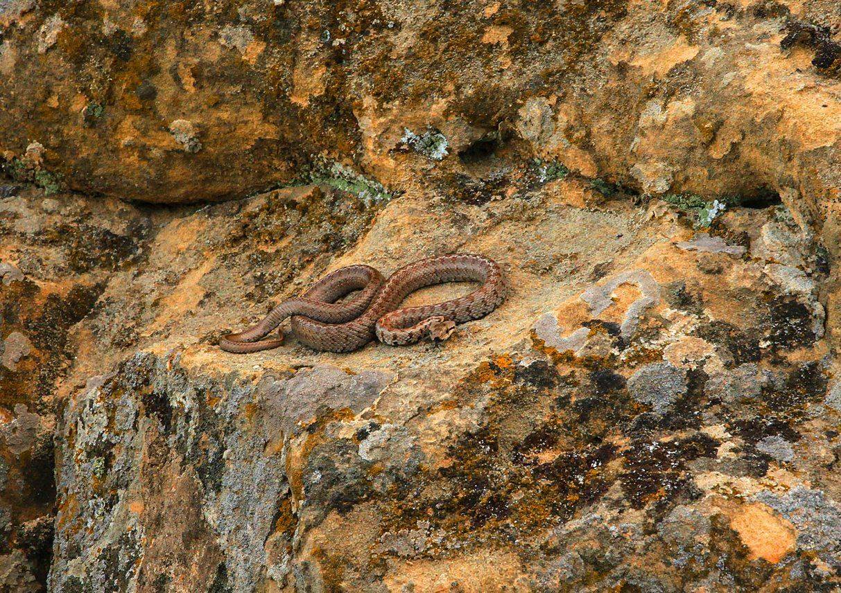 змея,полоз,кавказ,дагестан,, Marat Magov
