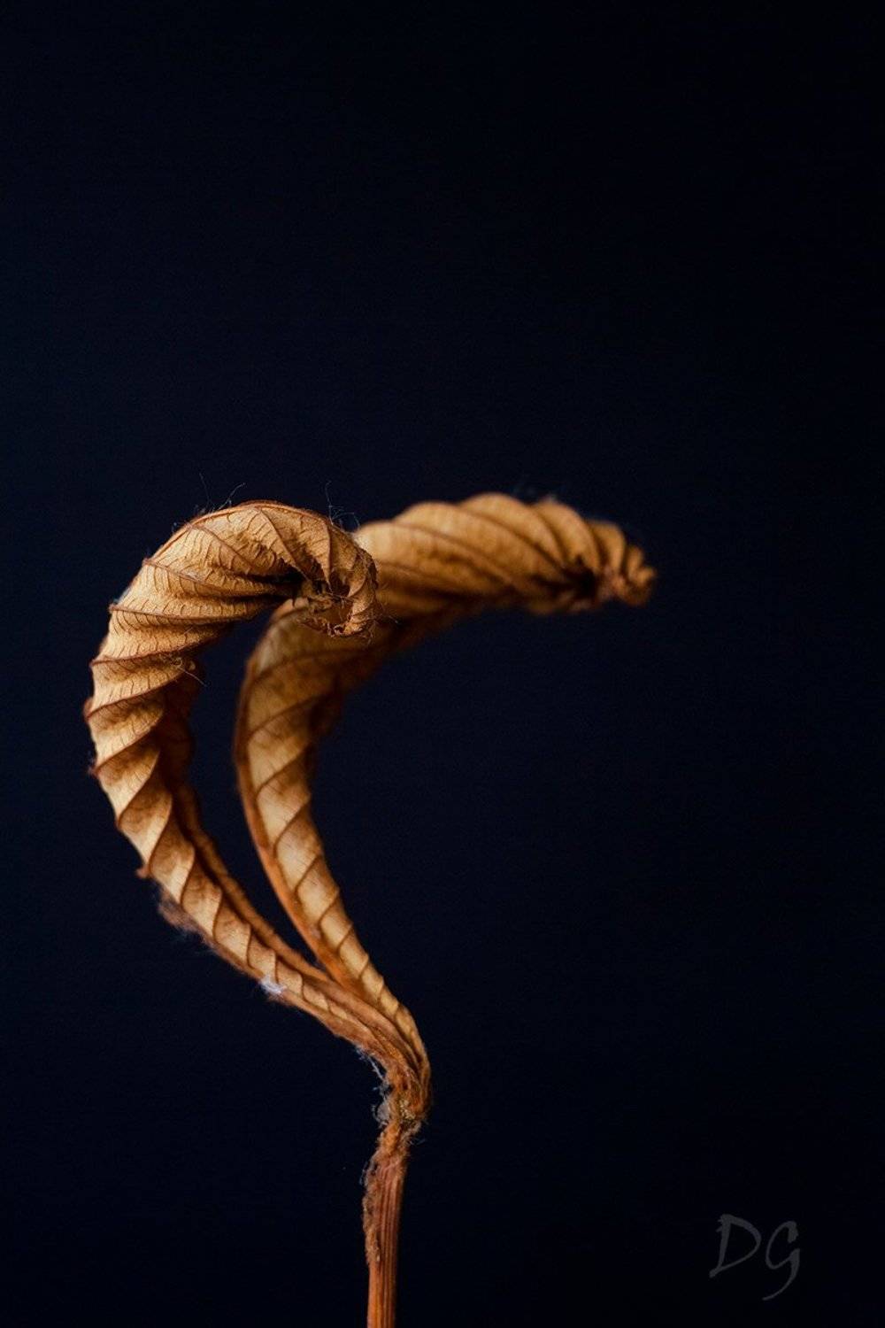 каштан, лист, макро, природа, фон, лето, сухой, макромир, , Дмитрий Гусалов