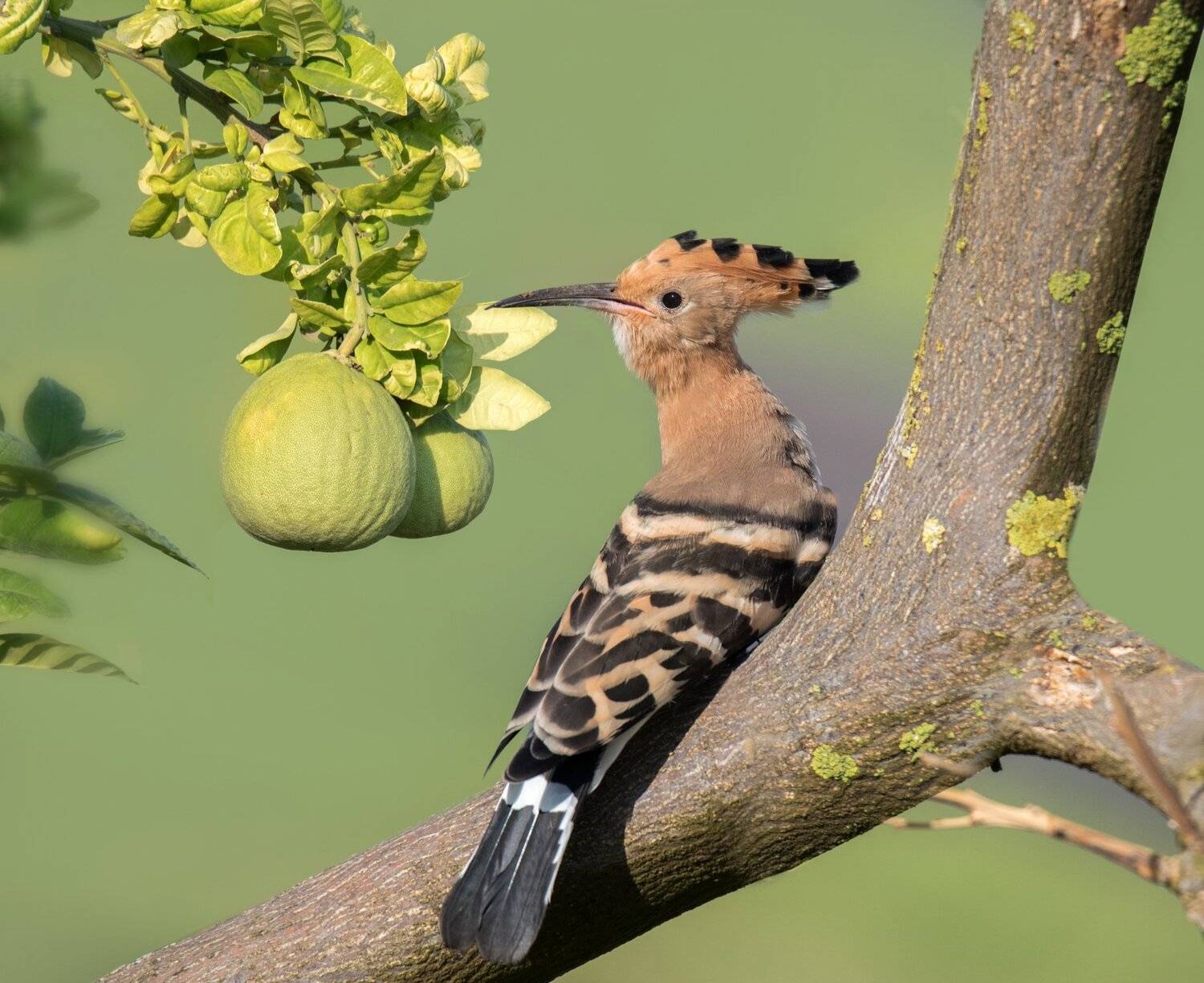 , Людмила Бекман