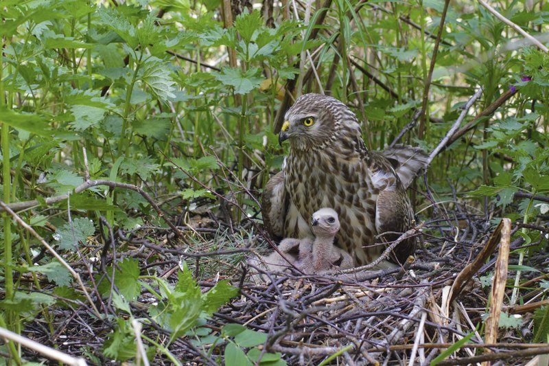 Про гнездо фото превью