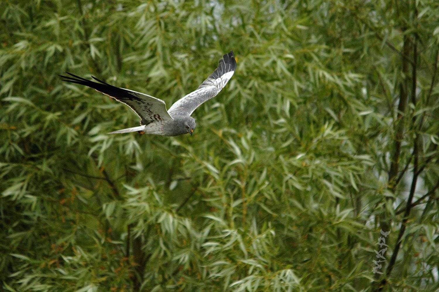 животные птицы полевой лунь июнь, Шангареев Марс