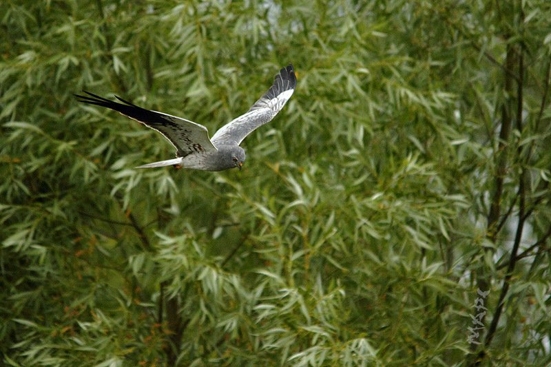 животные птицы полевой лунь июнь Полет Луня фото превью